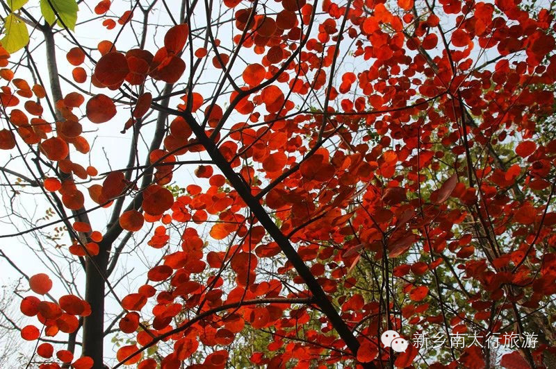 秋染太行 红叶之约