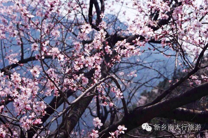 春暖花开，我和秋沟有个约“惠”