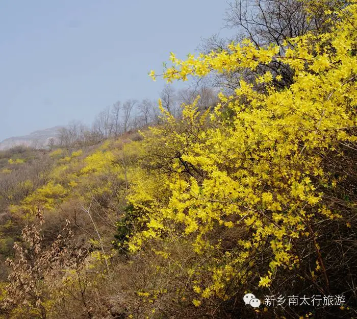 连翘花开的声音近了，请您用心静听……