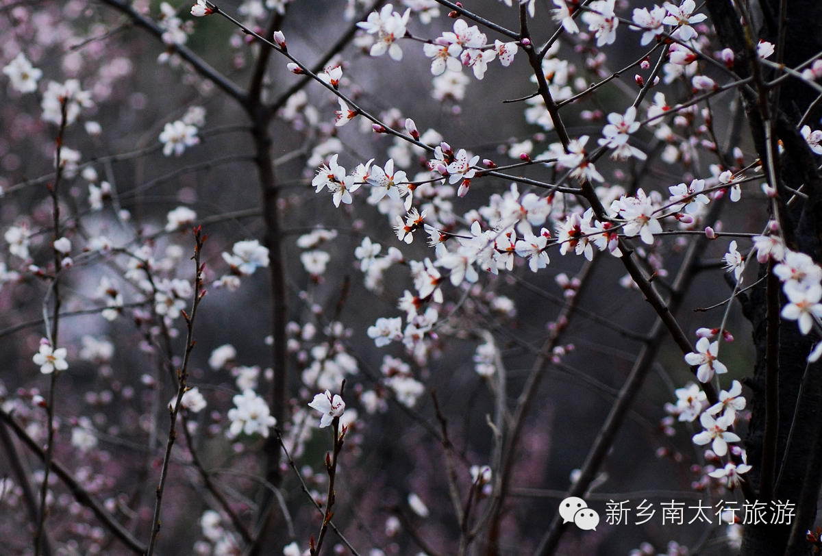 春天，就要在这花花世界里翩跹！