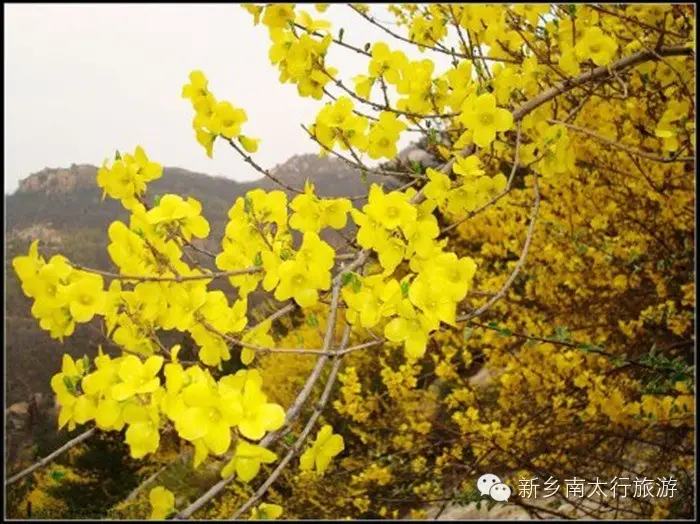 春天，就要在这花花世界里翩跹！