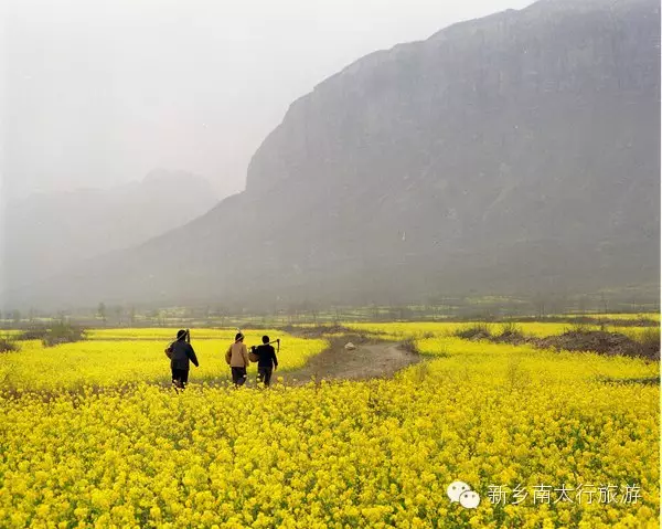 春天，就要在这花花世界里翩跹！