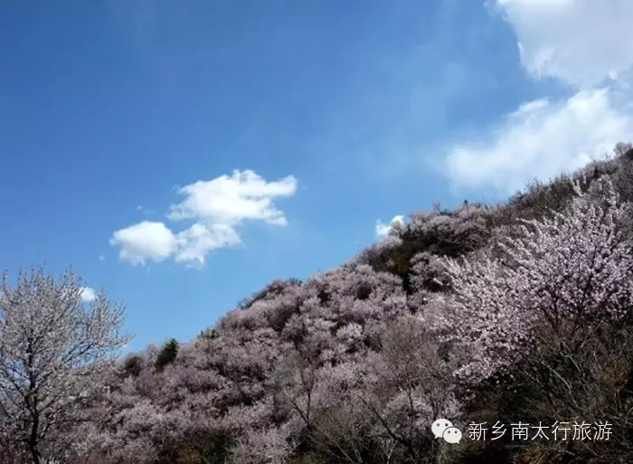 春天，就要在这花花世界里翩跹！