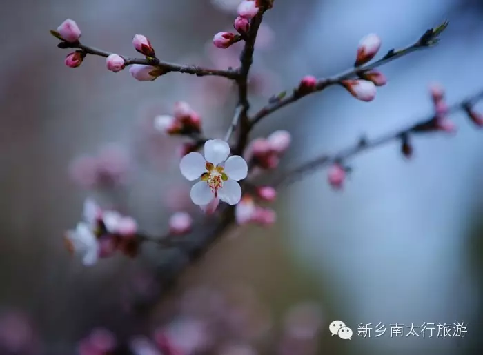 春天，就要在这花花世界里翩跹！