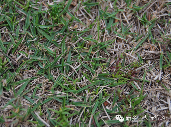 春天，就要在这花花世界里翩跹！