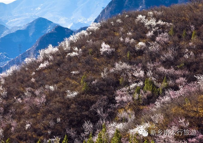 春天，就要在这花花世界里翩跹！