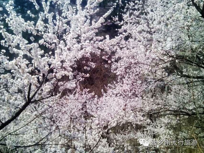 春天，我去秋沟看桃花！