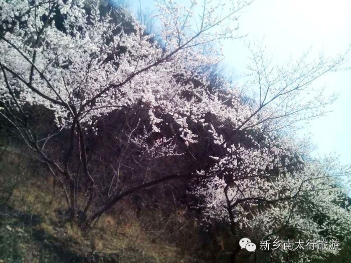 春天，我去秋沟看桃花！