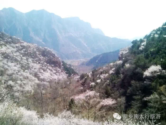 春天，我去秋沟看桃花！