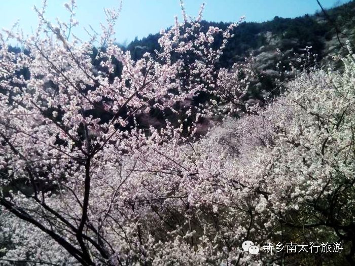 春天，我去秋沟看桃花！