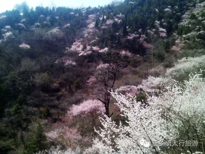 春天，我去秋沟看桃花！