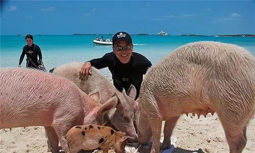 巴哈马有一个猪岛,上面有一群被水手遗弃的猪,是当年没来得及吃完的