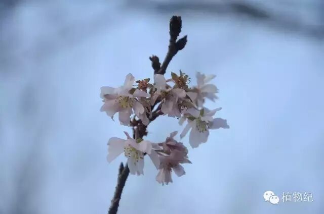 樱花纪 你说的樱是什么樱 中国花木资讯网