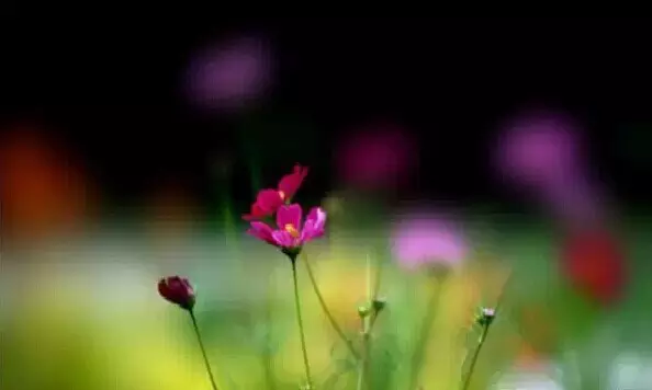 包 容 - 九连 - 内蒙兵团一师四团九连 包 容 - 九连 - 内蒙兵团一师四团九连