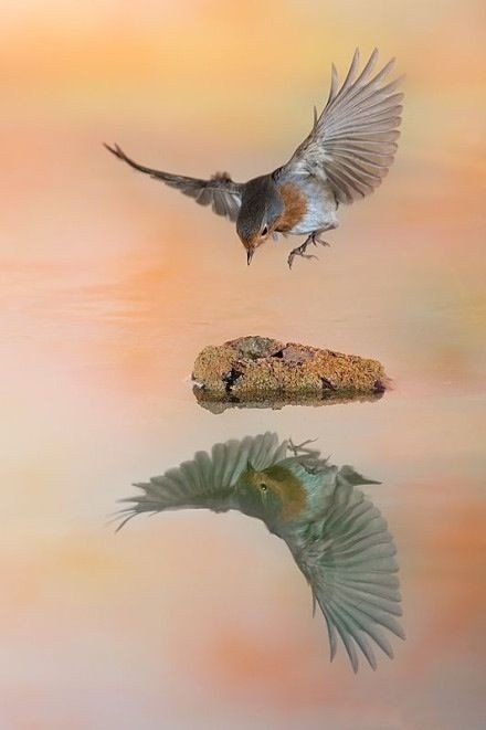 30张全球顶级倒影作品，最后一张把我惊呆了 - 随缘（宗忠） - m15610087517的博客