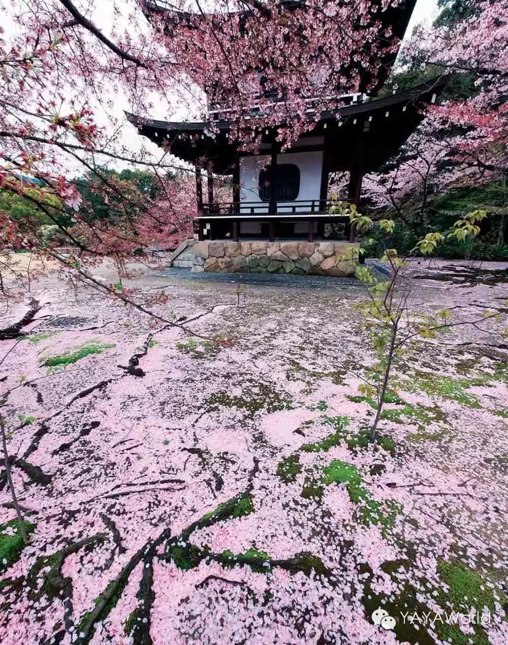 从《古今和歌集》看日本人千百年来对樱花的喜爱|日本