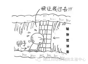 输卵管阻塞还能怀孕吗?-怀孕期