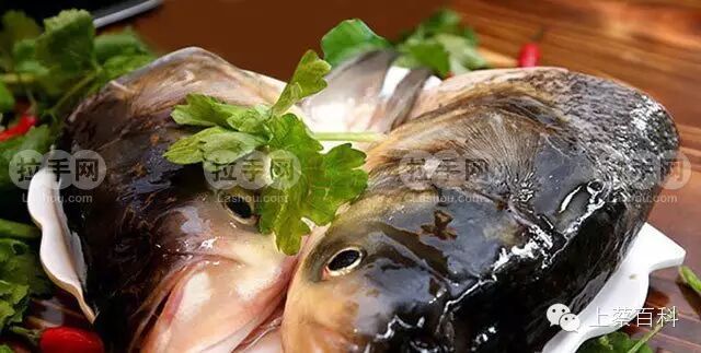 【典故】上蔡怀孕妇女吃鲤鱼能生龙子龙孙?-怀孕期