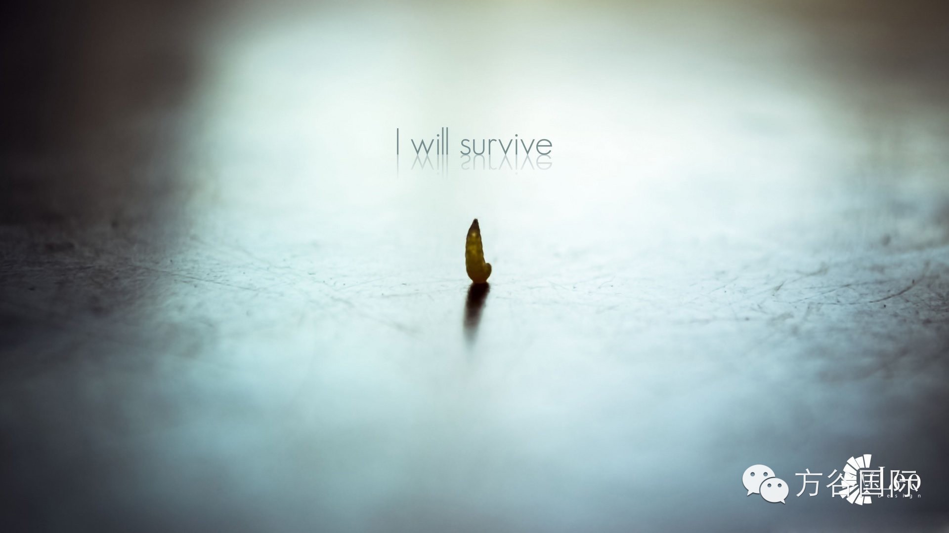 ＂I Will Survive＂我会坚强