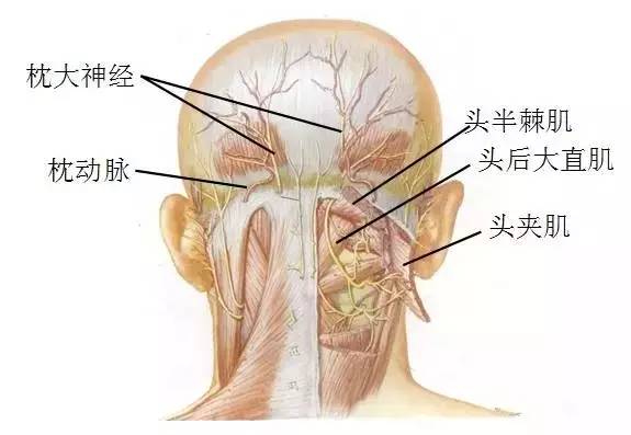 其中,枕大神经卡压,耳颞神经卡压是最常见的原因.