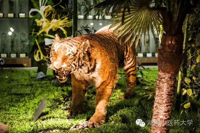 湖南本科医学院校录取分数线_湖南中医药大学分数线_湖南医药录取分数线