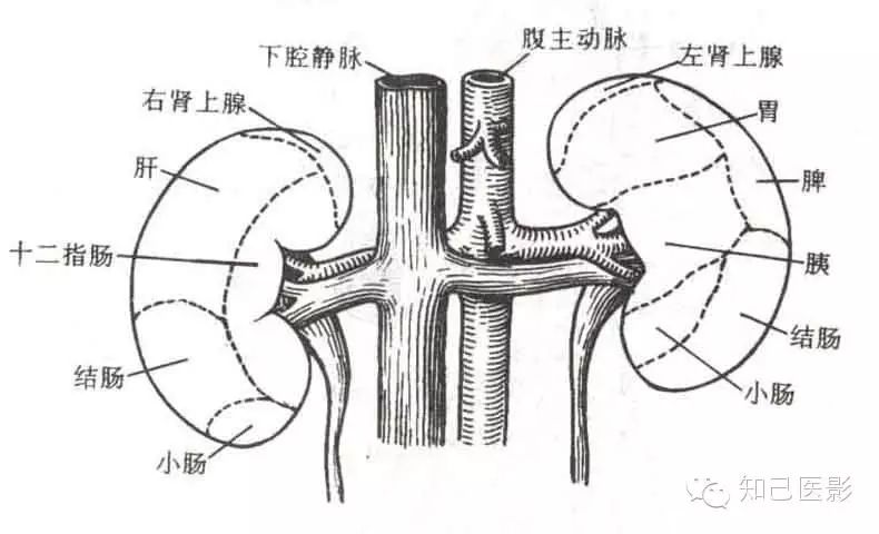 肾脏解剖与变异浅解