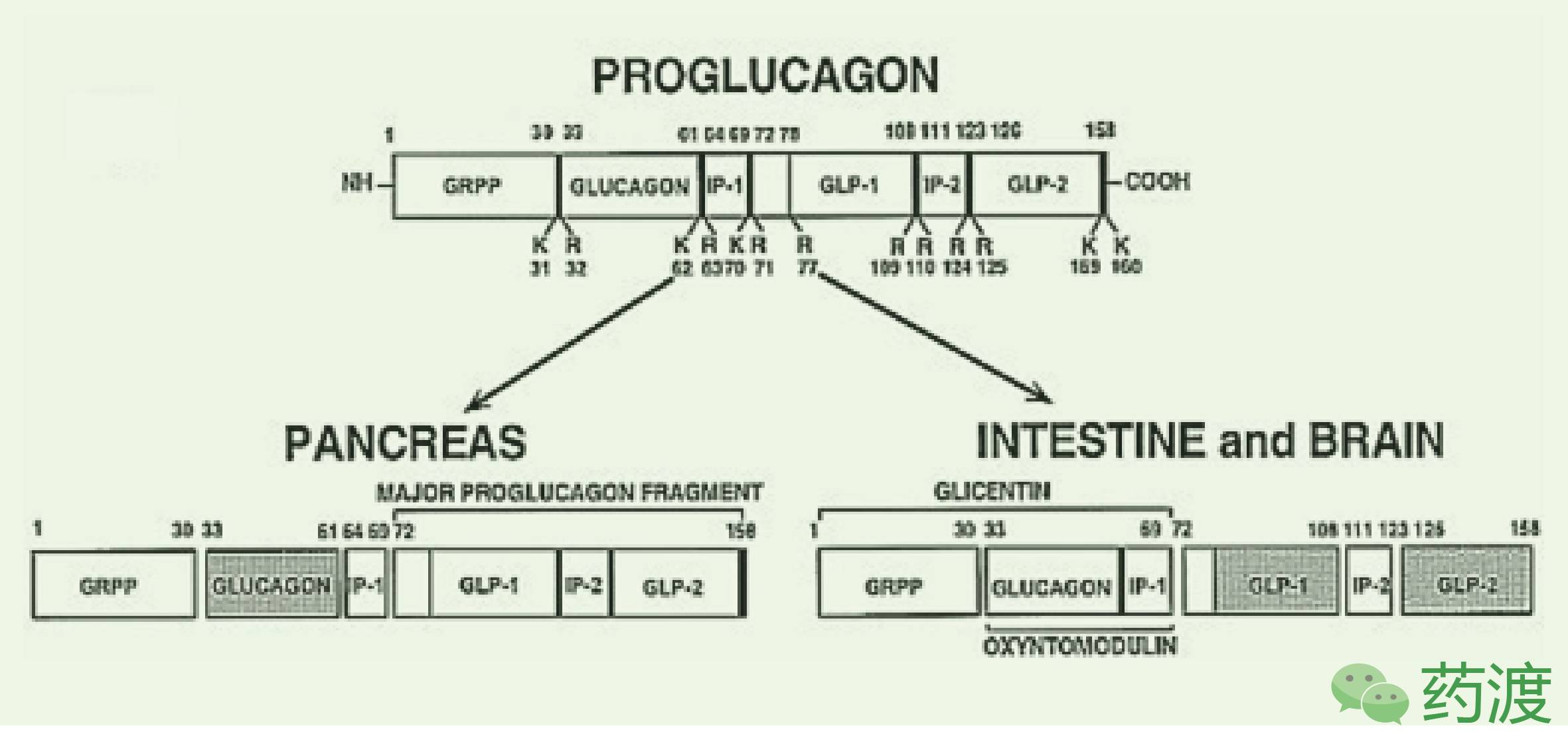 GMP多肽合成公司