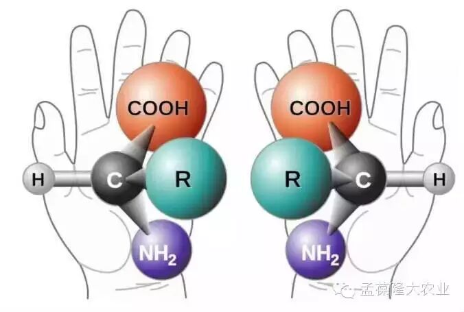 氨基酸trp是什么缩写_氨基酸缩写_氨基酸图片字母缩写
