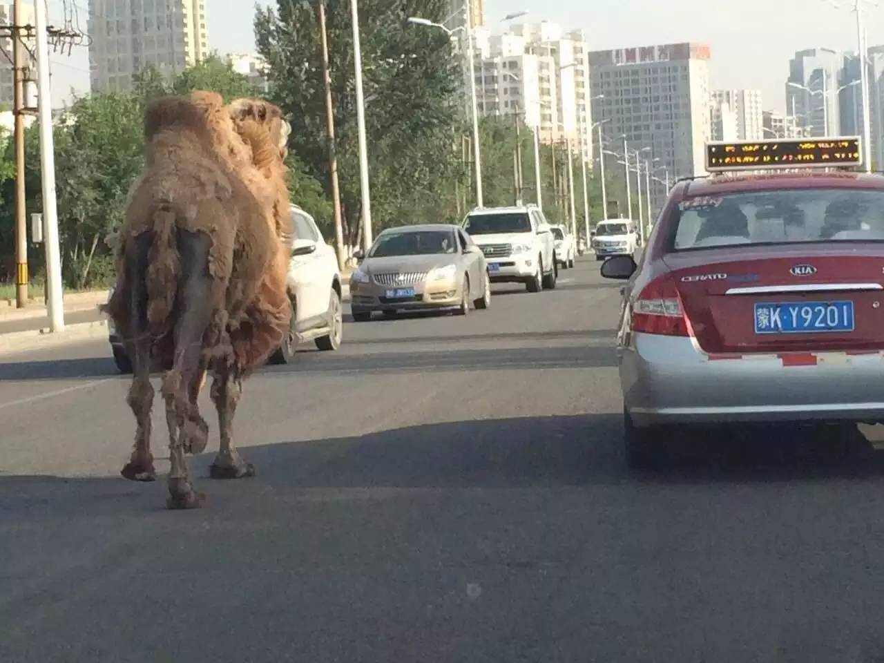 FM89.2  就在昨天!“刘德华”骑电动车在我市当街追骆驼...