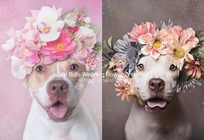 斗牛梗也能这么萌!Pit Bull Flower Power 花环计划