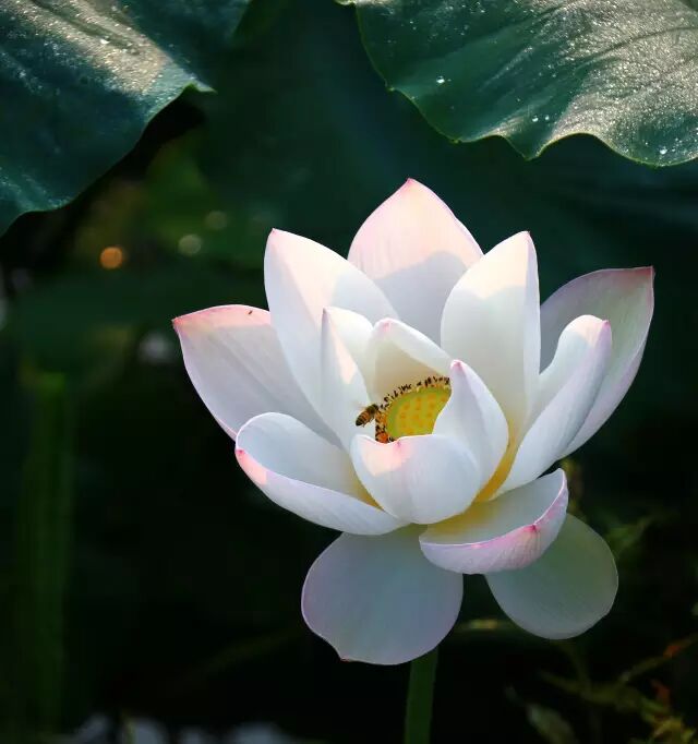 精彩莱西：建设大青岛北部绿色崛起的典范之城