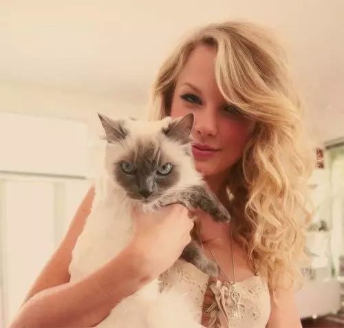 超治愈!Taylor Swift 与爱猫的日常互动