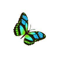 【每日睡前故事】小青虫变蝴蝶