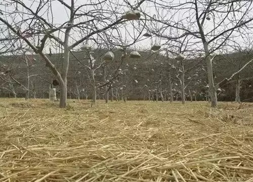 中国农业为什么和日本整整差50年? - 捕鱼者 - 做现代有机农业 享健康快乐人生 中国农业为什么和日本整整差50年? - 捕鱼者 - 做现代有机农业 享健康快乐人生