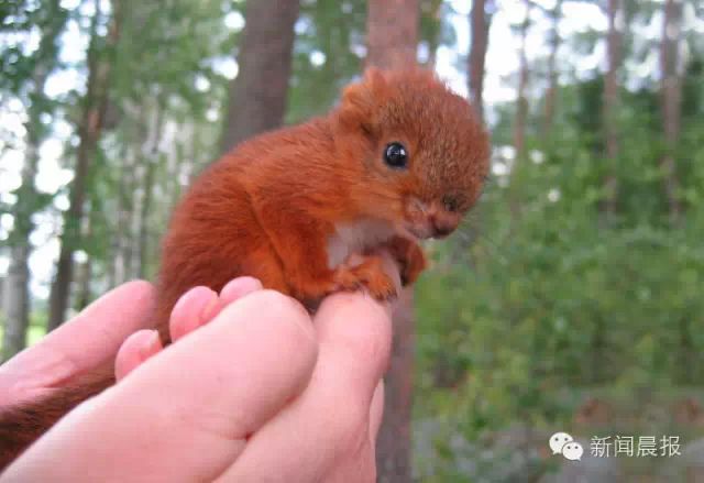 一只盲眼松鼠的幸福时光 芬兰网友Priami收留松鼠Arttu
