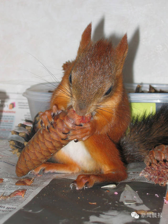 一只盲眼松鼠的幸福时光 芬兰网友Priami收留松鼠Arttu