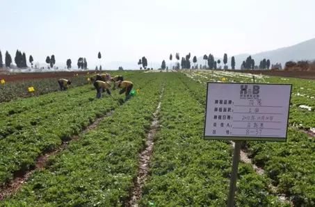 想要搞有机蔬菜应该认真读完这篇文章