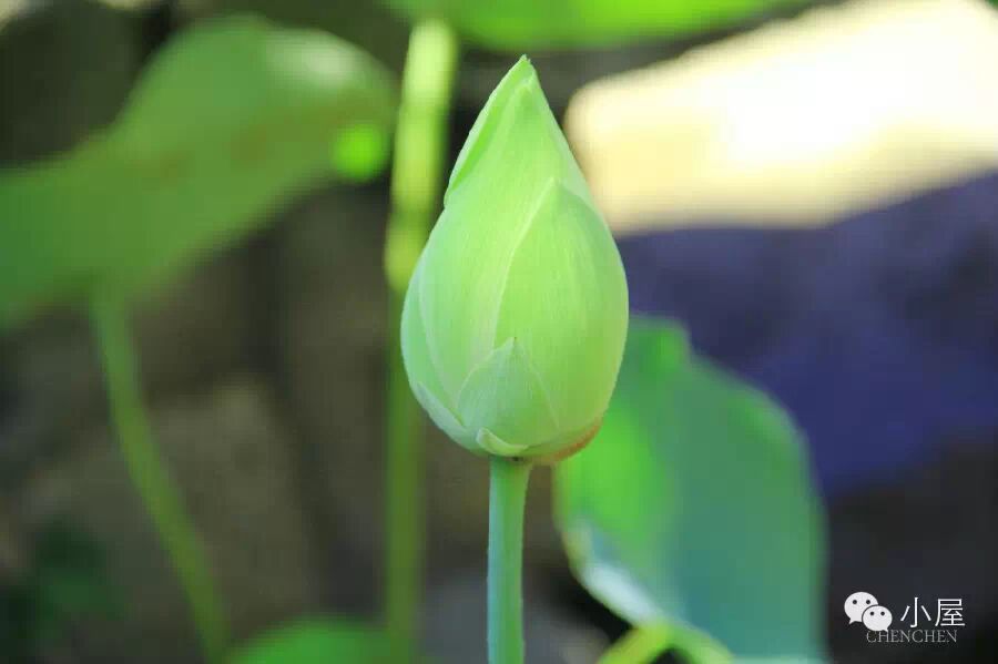 醉美净峰-小编带你走进惠安女之乡