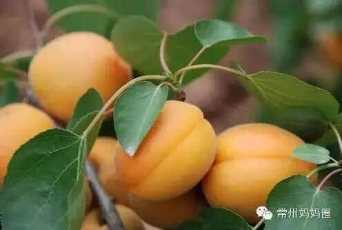 @常州孕妈,怀孕初期别乱吃,吃这些易滑胎.-怀孕期