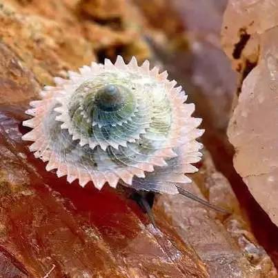 惊艳五彩斑斓的海螺百年罕见