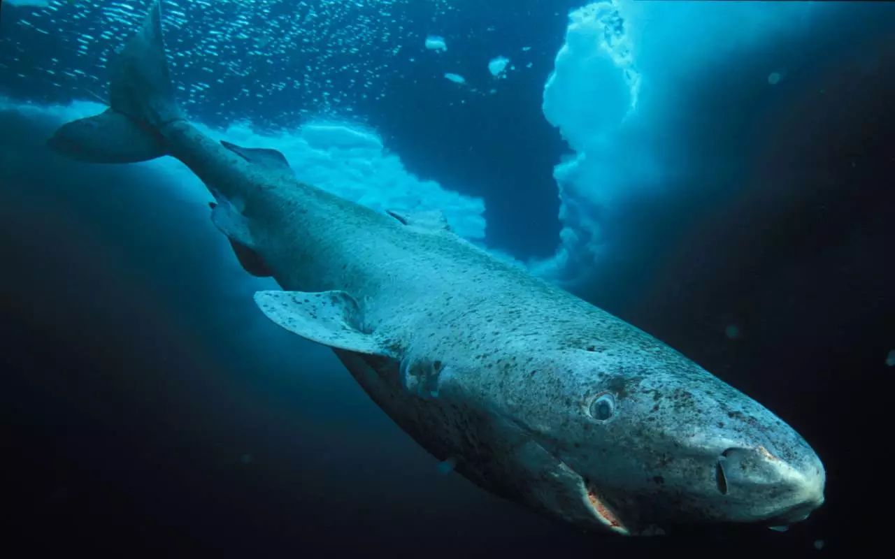 脊椎动物老寿星:格陵兰鲨鱼可活400年