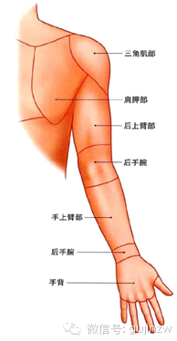 解剖系列讲解上肢