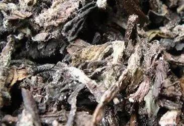 砒霜般的几种蔬菜。 - 叶塞尼亚 - 叶塞尼亚的博客 砒霜般的几种蔬菜。 - 西瓜甜甜 - 茫茫网海,遇上你是我的缘