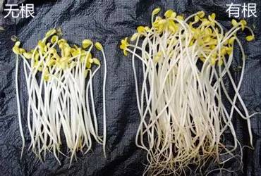 砒霜般的几种蔬菜。 - 叶塞尼亚 - 叶塞尼亚的博客 砒霜般的几种蔬菜。 - 西瓜甜甜 - 茫茫网海,遇上你是我的缘