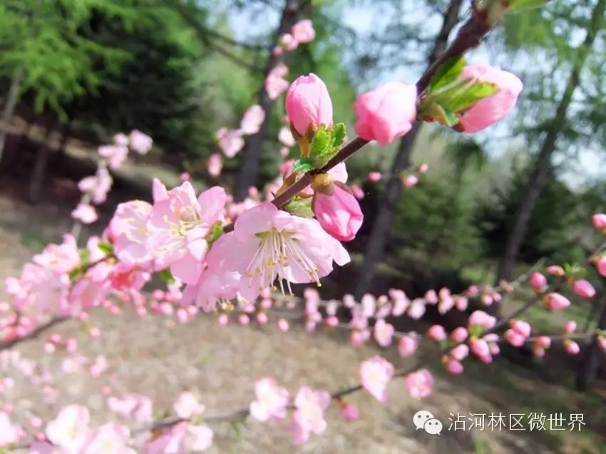 降央卓玛:《花开在眼前》