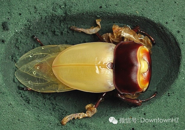甲虫的一生要经过 卵—幼虫—蛹—成虫 四个阶段,从蛹转化为成虫的