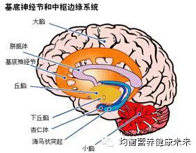脑梗和脑溢血是怎么发生的 - 金鑫 - 金鑫的博客 脑梗和脑溢血是怎么发生的 - 一炮手 - 一炮手的杂志型编撰博客