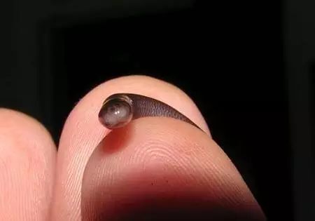 生物世界指什么动物_世间最小的生物_搜索生物世界