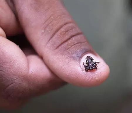世间最小的生物_搜索生物世界_生物世界指什么动物