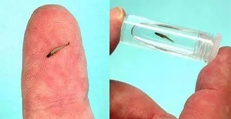 世间最小的生物_生物世界指什么动物_搜索生物世界